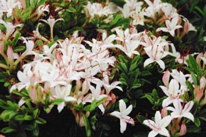 Compact Arborescens