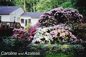 Caroline and Azaleas