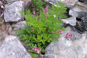 Dicentra eximia