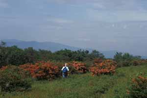 Gregory Bald