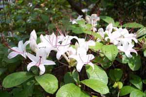 Late Arborescens