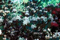 Mincar