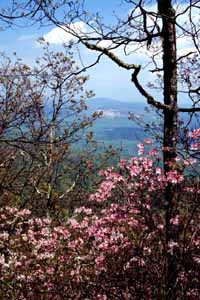 Vaseyi on Pilot Mountain