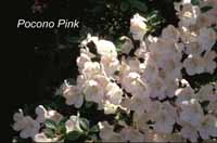 Pocono Pink