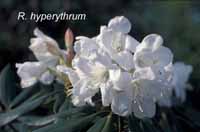 hyperythrum