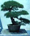 Bonsai