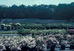 Marshy Point Nursery