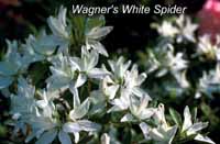 Wagner's White Spider