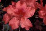 Turks Cap