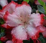 Azalea