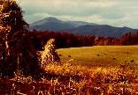 Autumn Field