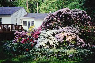 'Caroline' in the Author's Back Yard