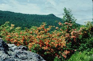 Calendulaceum at Mount Rogers