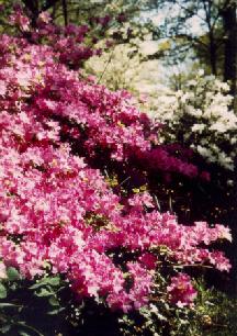 Purple Azaleas