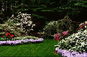 'Garden Room' in the Author's Back Yard