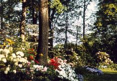 Garden Scene