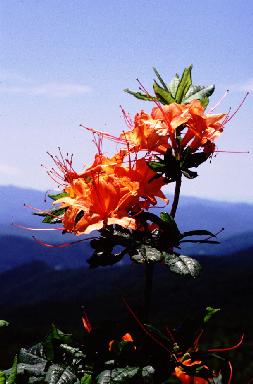 Close Up of R. calendulaceum