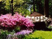 Masses of azaleas behind well house