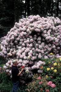 Don Hyatt and Rhododendron Caroline