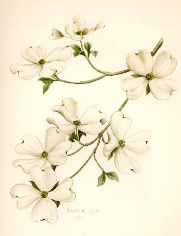 Dogwood