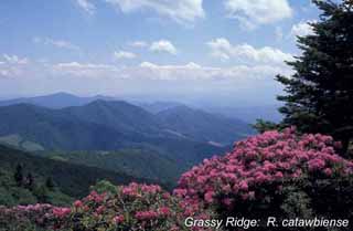 R. catawbiense at Grassy Ridge