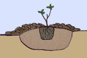 Planting an Azalea