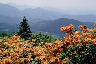 Flame Azaleas