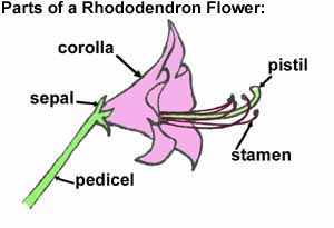 Parts of
a Rhododendron Flower
