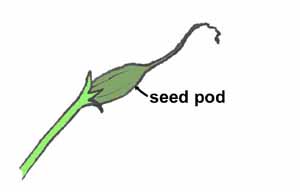 Seed Pod